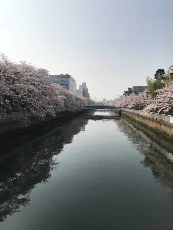 桜満開...の清澄白河